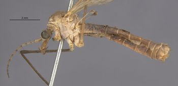 Media type: image;   Entomology 10282 Aspect: habitus lateral view